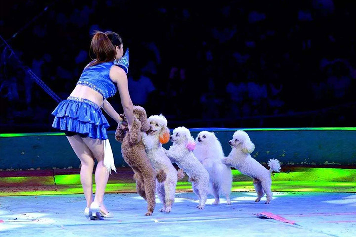 訓狗