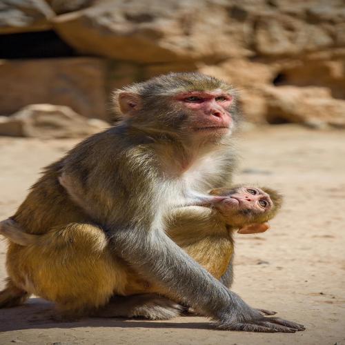 萌寵動物