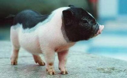 萌寵動物