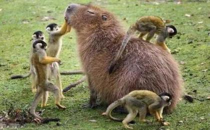 萌寵動物