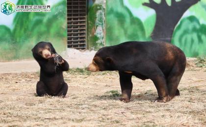 萌寵動物