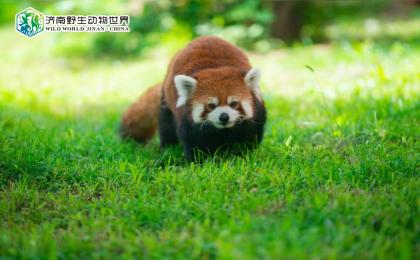 萌寵動物