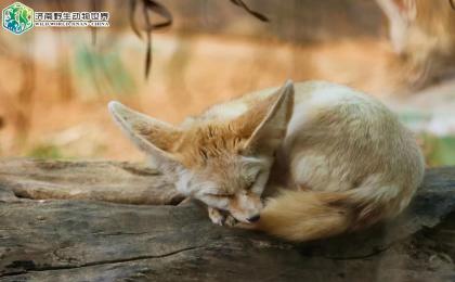 萌寵動物